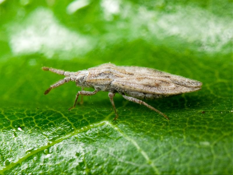 Tingis (Tingis) crispata (Herrich-Schäffer, 1838)